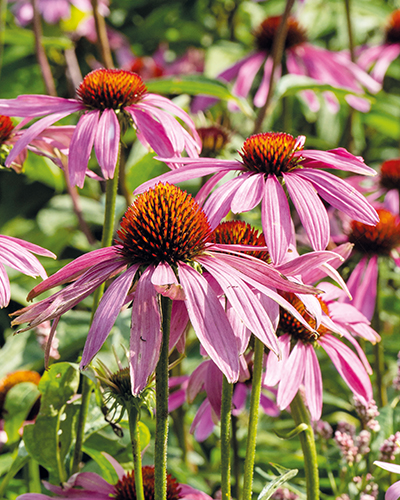 ECHINACEA PURPUREA - 25 ks